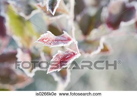 Frost on branch View Large Photo Image Stock Image - Frost on branch. Fotosearch