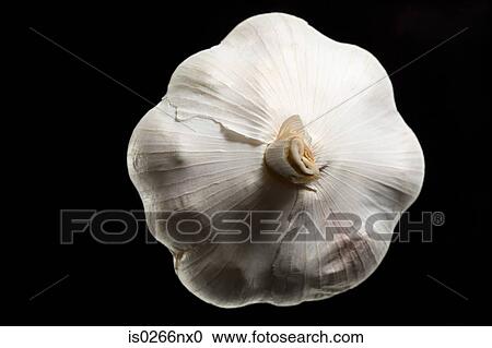 Garlic View Large Photo Image Stock Image - Garlic. Fotosearch