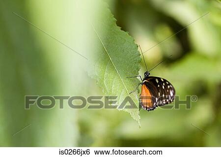 Stock Photograph - Golden helicon butterfly on a leaf. Fotosearch