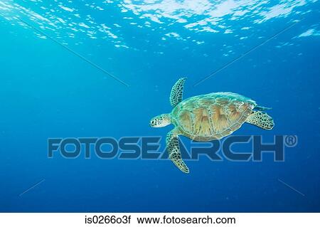 Stock Image - Hawksbill turtle swimming off sipadan island. Fotosearch