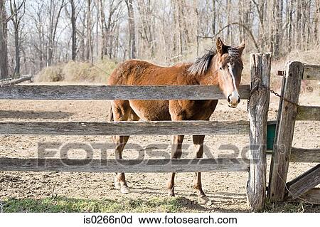 Horse and fence View Large Photo Image Stock Image - Horse and fence. Fotosearch