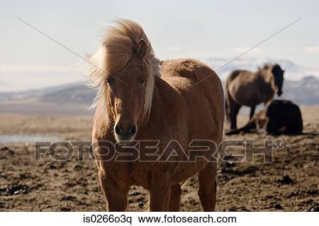 Icelandic horses View Large Photo Image Stock Photography - Icelandic horses. Fotosearch