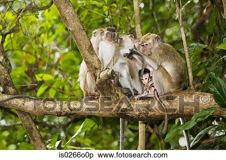 Stock Photography - Long tailed macaques. Fotosearch