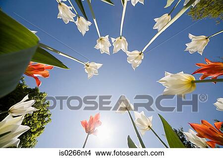 Low angle view of flowers View Large Photo Image Picture - Low angle view of flowers. Fotosearch