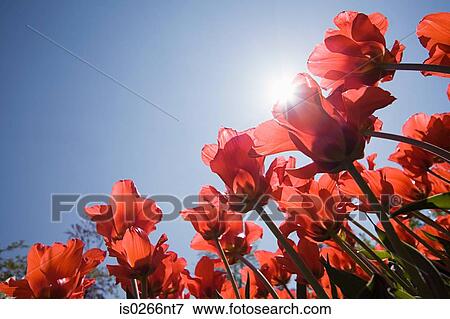 Low angle view of flowers View Large Photo Image Stock Photo - Low angle view of flowers. Fotosearch