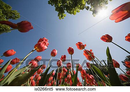 Low angle view of flowers View Large Photo Image Stock Photography - Low angle view of flowers. Fotosearch