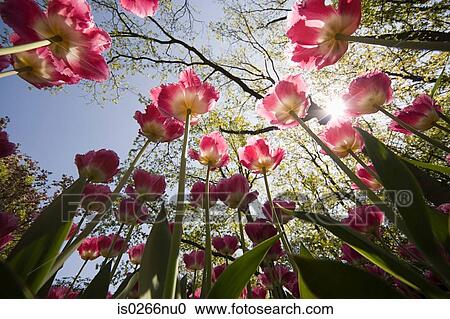 Low angle view of tulips View Large Photo Image Stock Image - Low angle view of tulips . Fotosearch