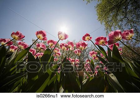 Low angle view of tulips View Large Photo Image Stock Image - Low angle view of tulips . Fotosearch