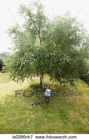 Man by tree with chainsaw View Large Photo Image Stock Photo - Man by tree with chainsaw. Fotosearch
