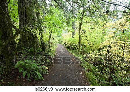 Path through silver falls state park View Large Photo Image Stock Image - Path through silver falls state park. Fotosearch