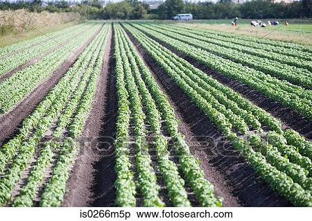 Stock Photography - Plants in field. Fotosearch