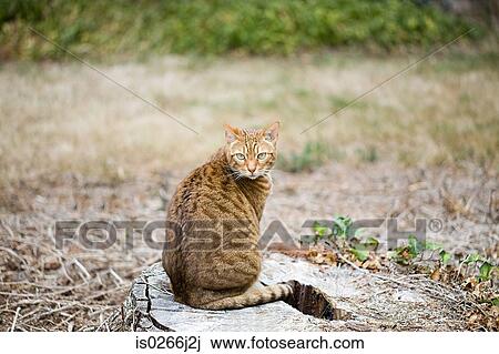 Portrait of a cat View Large Photo Image Stock Image - Portrait of a cat. Fotosearch