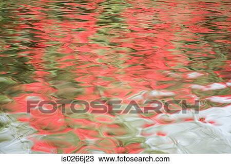 Reflections in a pond View Large Photo Image Stock Image - Reflections in a pond. Fotosearch
