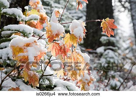 Snow covered leaves View Large Photo Image Picture - Snow covered leaves. Fotosearch