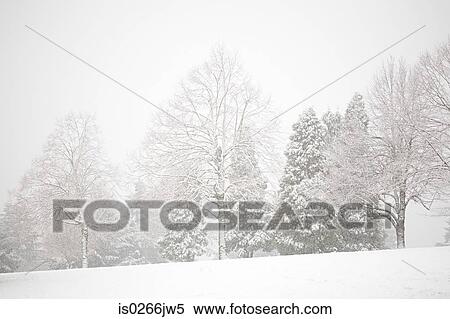 Snow covered trees in happy valley View Large Photo Image Stock Photography - Snow covered trees in happy valley. Fotosearch