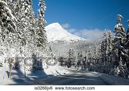 Stock Photograph - Snow covered trees near mount hood. Fotosearch
