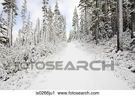 Snow covered trees on mount hood View Large Photo Image Stock Image - Snow covered trees on mount hood. Fotosearch
