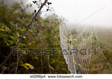Spider web View Large Photo Image Picture - Spider web. Fotosearch