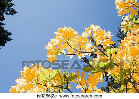 Spring azalea View Large Photo Image Stock Image - Spring azalea. Fotosearch