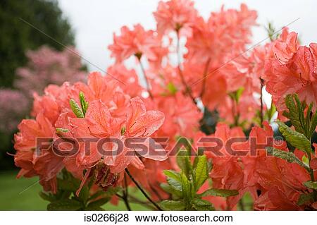 Spring azaleas View Large Photo Image Stock Photo - Spring azaleas. Fotosearch