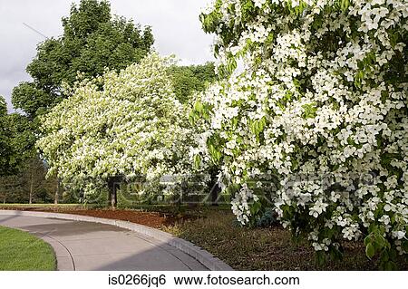 Stock Photograph - Spring trees in happy valley. Fotosearch