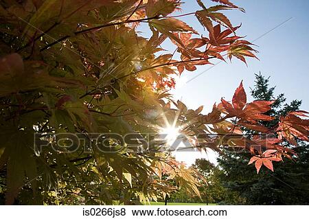 Sunlight through autumn trees View Large Photo Image Stock Photo - Sunlight through autumn trees. Fotosearch