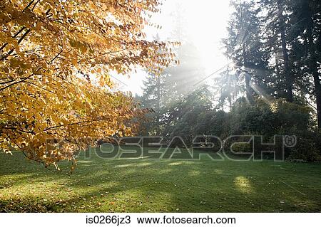 Sunlight through trees in a park View Large Photo Image Stock Image - Sunlight through trees in a park. Fotosearch