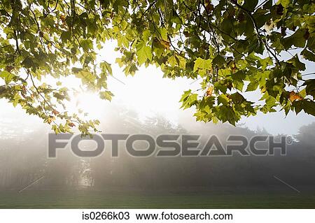 Sunlight through trees View Large Photo Image Stock Image - Sunlight through trees. Fotosearch