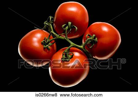 Tomatoes on the vine View Large Photo Image Stock Photo - Tomatoes on the vine. Fotosearch