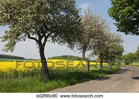 Trees along rural road View Large Photo Image Stock Image - Trees along rural road. Fotosearch
