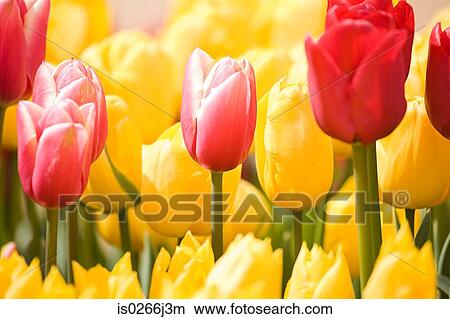 Tulips View Large Photo Image Picture - Tulips. Fotosearch