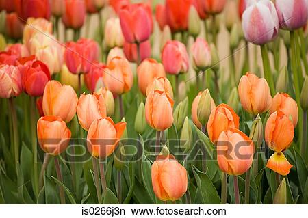 Tulips View Large Photo Image Picture - Tulips. Fotosearch