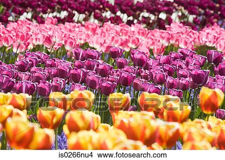 Tulips View Large Photo Image Picture - Tulips . Fotosearch