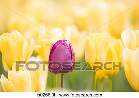 Tulips View Large Photo Image Stock Image - Tulips. Fotosearch