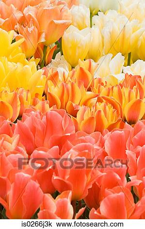 Tulips View Large Photo Image Stock Image - Tulips. Fotosearch