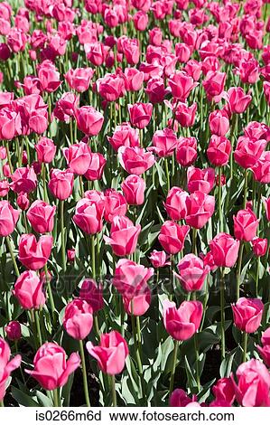 Stock Image - Tulips. Fotosearch