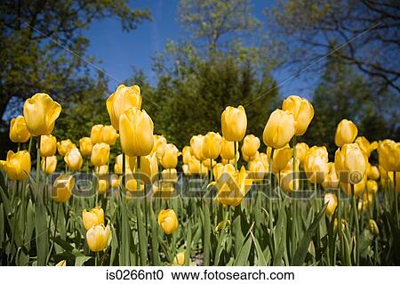 Tulips View Large Photo Image Stock Image - Tulips . Fotosearch