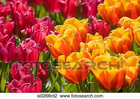 Tulips View Large Photo Image Stock Image - Tulips . Fotosearch