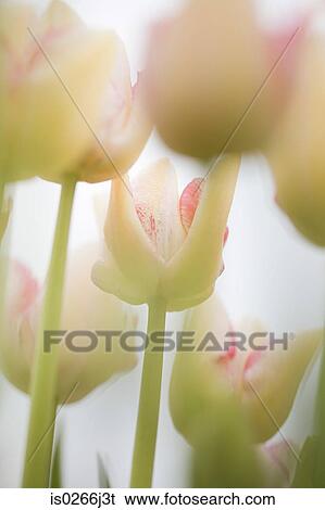 Tulips View Large Photo Image Stock Photograph - Tulips. Fotosearch