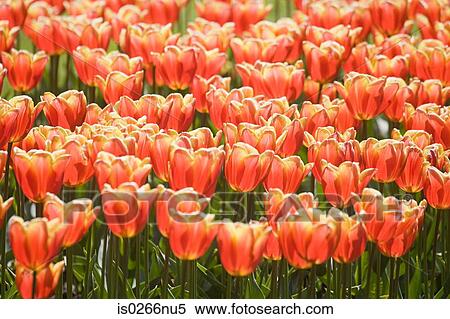 Tulips View Large Photo Image Stock Photography - Tulips . Fotosearch