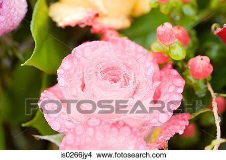 Water droplets on a pink rose View Large Photo Image Picture - Water droplets on a pink rose. Fotosearch