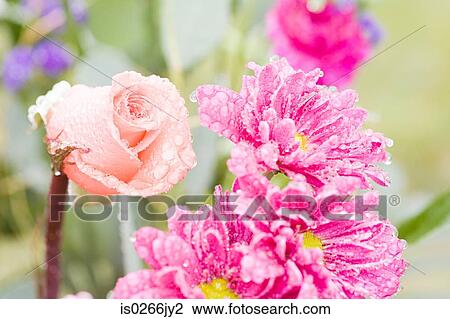 Water droplets on a pink rose View Large Photo Image Stock Image - Water droplets on a pink rose. Fotosearch
