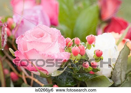 Stock Photograph - Water droplets on a pink rose. Fotosearch