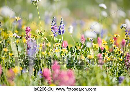 Stock Photograph - Wild flowers. Fotosearch