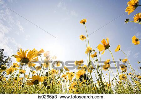 Stock Image - Wildflowers. Fotosearch