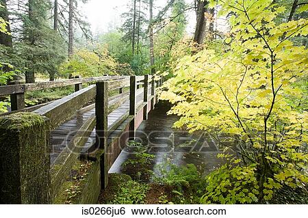 Wooden bridge in silver falls state park View Large Photo Image Stock Photograph - Wooden bridge in silver falls state park. Fotosearch