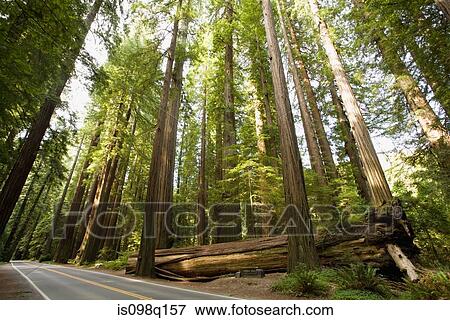 Stock Photo - Avenue of the giants. Fotosearch