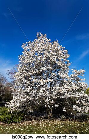 Blossom on a tree View Large Photo Image Stock Photo - Blossom on a tree. Fotosearch