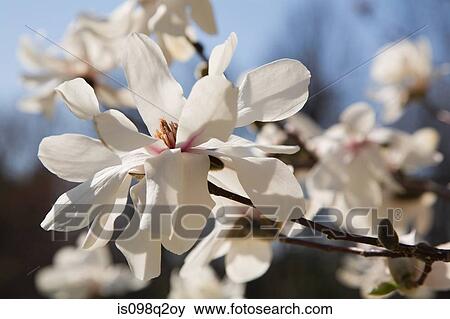 Blossom on a tree View Large Photo Image Stock Photo - Blossom on a tree. Fotosearch