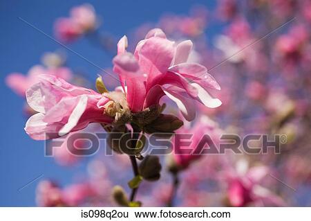 Stock Photograph - Blossom on a tree. Fotosearch